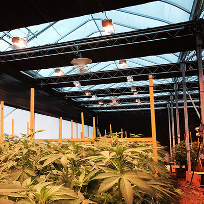 Serra di blackout automatizzata poli coltivazione della cannabis del tunnel del film del PE americana
