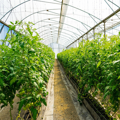 Copertura di plastica del film della serra del tunnel di crescita della pianta di pomodori sottoposta agli UV