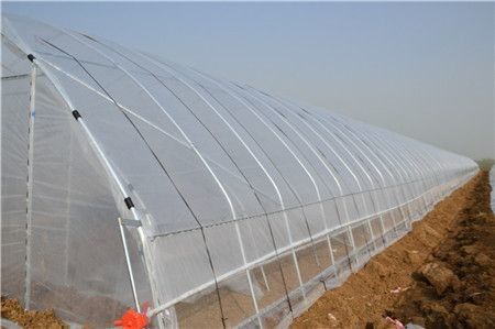 La plastica di verdure del tunnel della singola portata coltiva agricolo della Camera galvanizzata