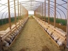 La serra d'acciaio del tunnel del film del pollame galvanizzata la Caldo-immersione impermeabilizza la serra delle pecore