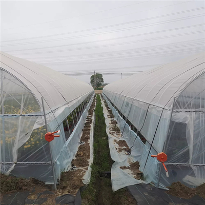 Serra a un solo strato dei pomodori agricoli con un film da 80 micron