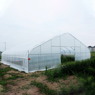 Fragola che coltiva la serra di plastica del singolo tunnel agricolo della portata 2m
