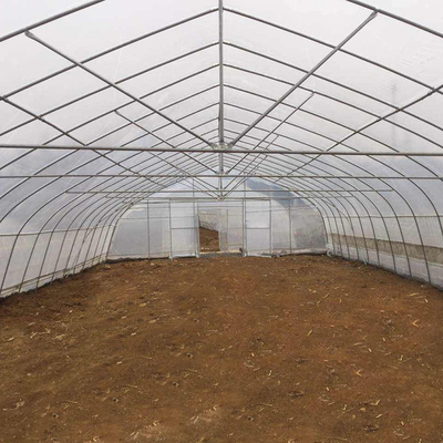 Fragola che coltiva la singola serra della portata di ventilazione laterale per agricoltura