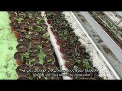 Agricultural Venlo Style Greenhouse Flower Growth Good Waterproof Anti Age