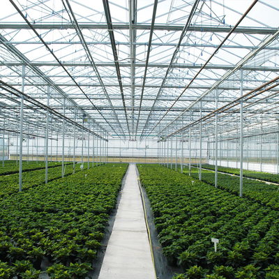 Serra automatizzata della parete di vetro di coltura idroponica della pianta per la fragola del pomodoro