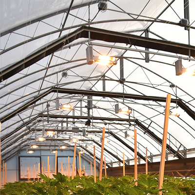 100% luci d'ombreggiatura Dep Greenhouse With Rolling Blackout della portata del policarbonato del sistema automatico del sistema singole