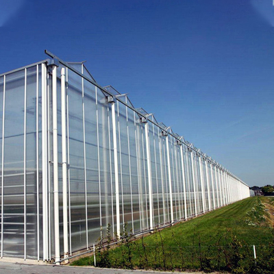 Piante di agricoltura che coltivano la serra di vetro di Venlo della multi portata con il cuscinetto di raffreddamento