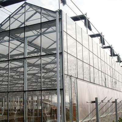 Piante di agricoltura che coltivano la serra di vetro di Venlo della multi portata con il cuscinetto di raffreddamento