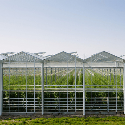La coltura idroponica di verdure Venlo ha temperato la serra di vetro Multispan per la crescita del pomodoro