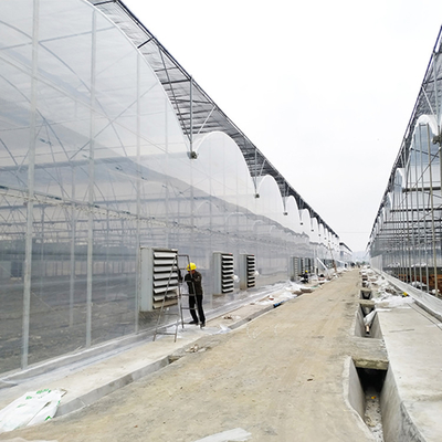 Multi serra commerciale della portata con il tunnel che protegge il sistema di raffreddamento del pomodoro del sistema