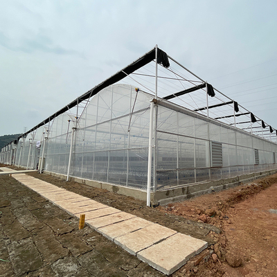 Serra agricola del film plastico della multi portata su misura per la piantatura del pomodoro