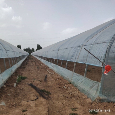 Agricoltura che coltiva la serra crescente del film plastico del tunnel per la crescita del pepe