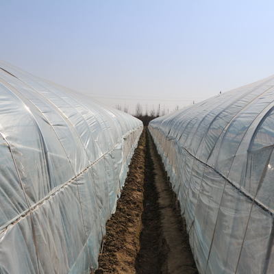 Singola serra del film plastico del tunnel di agricoltura per la fragola che pianta crescita