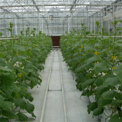 Serra di vetro automatica di Multispan dell'arco del film del fiore del cetriolo del pomodoro di coltura idroponica