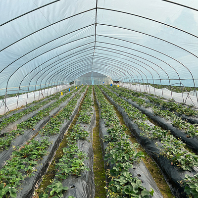 Singola portata dell'alta serra di plastica agricola commerciale del tunnel per il pomodoro