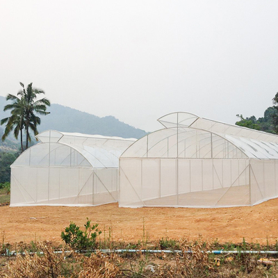 Singola serra della portata dello sfiato del multi ombrello automatico superiore del tunnel per la piantatura del pomodoro