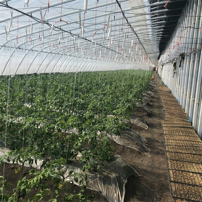 Serra solare passiva del pomodoro di agricoltura con il sistema di riscaldamento
