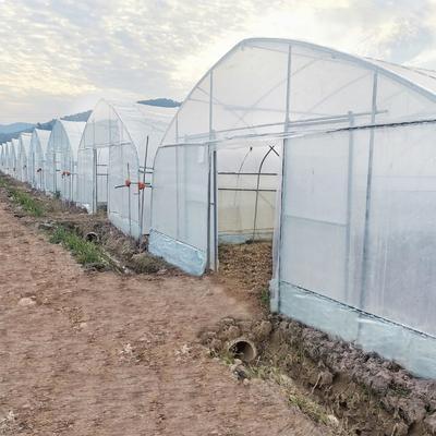 Poli serra del tunnel del sistema della struttura d'acciaio del film plastico idroponico dell'arco per il pomodoro