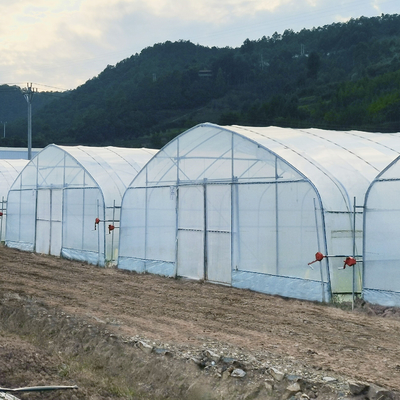 Poli serra del tunnel del sistema della struttura d'acciaio del film plastico idroponico dell'arco per il pomodoro