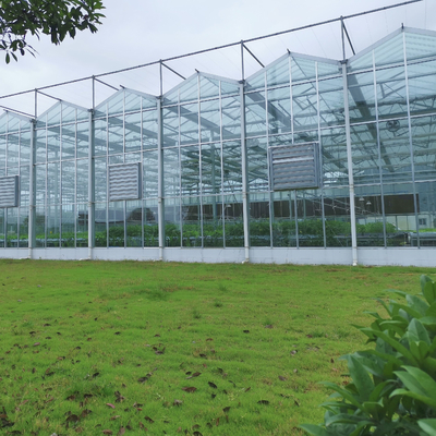 Serra olandese professionale di vetro all'aperto industriale di Multispan di vetro della serra del fiore di agricoltura per la piantatura del fiore