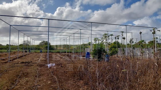 Taglia di magazzino economica Area tropicale Ventilazione Rete di plastica Rettaglia serra con rete ombra