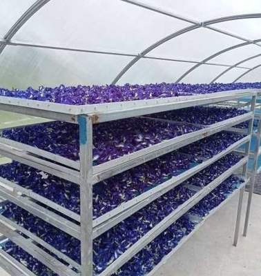Serra per l'essiccazione solare di erbe da pesce protetta dai raggi UV con struttura stabile per l'essiccazione di piante e alimenti