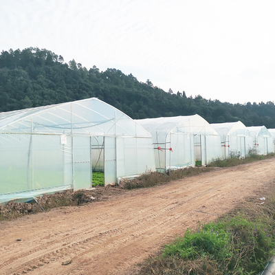 Serra a pellicola di plastica calda a strato singolo Malesia Serra a fiori di pomodoro per l'agricoltura