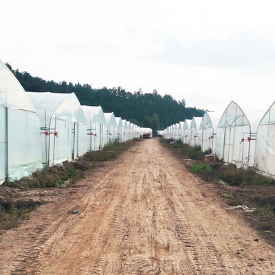 Serra a pellicola di plastica calda a strato singolo Malesia Serra a fiori di pomodoro per l'agricoltura