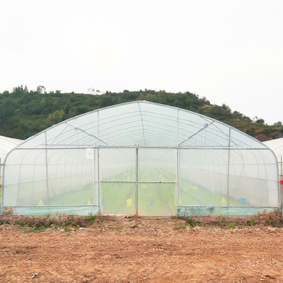 Serra a pellicola di plastica calda a strato singolo Malesia Serra a fiori di pomodoro per l'agricoltura
