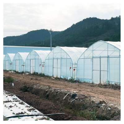Serra a pellicola di plastica calda a strato singolo Malesia Serra a fiori di pomodoro per l'agricoltura
