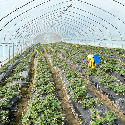 Vendita a caldo Poli Tunnel Strawberry Greenhouse Agricola Single-span Greenhouse per la coltivazione di fragole