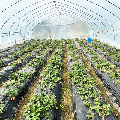 Vendita a caldo Poli Tunnel Strawberry Greenhouse Agricola Single-span Greenhouse per la coltivazione di fragole