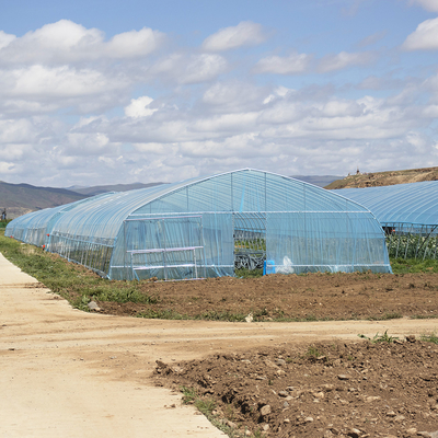 Vendita a caldo Poli Tunnel Strawberry Greenhouse Agricola Single-span Greenhouse per la coltivazione di fragole
