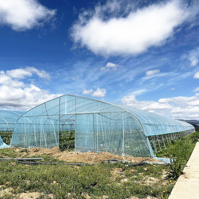 Vendita a caldo Poli Tunnel Strawberry Greenhouse Agricola Single-span Greenhouse per la coltivazione di fragole
