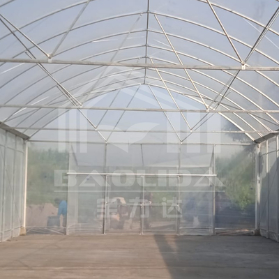 Ventilazione laterale a arco rotondo Galleria di plastica Serra commerciale Serra a fragole a una sola fascia