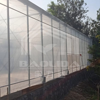 Ventilazione laterale a arco rotondo Galleria di plastica Serra commerciale Serra a fragole a una sola fascia
