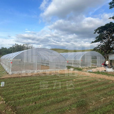 Agricoltura Piante di coltivazione serra in galleria vendita online 20m galleria serra a singolo tracciato