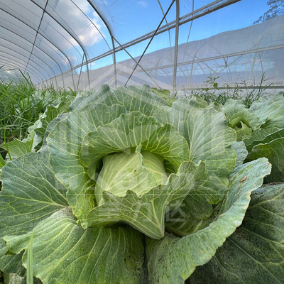 Agricoltura Piante di coltivazione serra in galleria vendita online 20m galleria serra a singolo tracciato