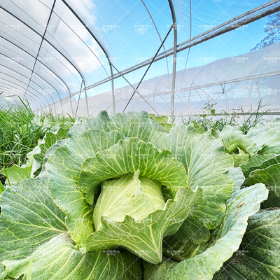 Agricoltura Piante di coltivazione serra in galleria vendita online 20m galleria serra a singolo tracciato