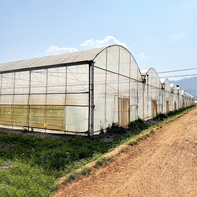 Agricoltura Grande serra Cornice metallica Multispan Verdure di coltivazione Tunnel Multi Span Film serra