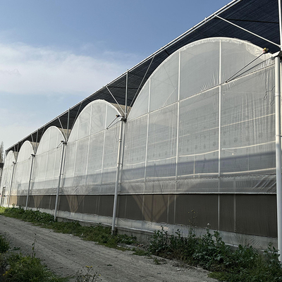 Agricoltura Grande serra Cornice metallica Multispan Verdure di coltivazione Tunnel Multi Span Film serra