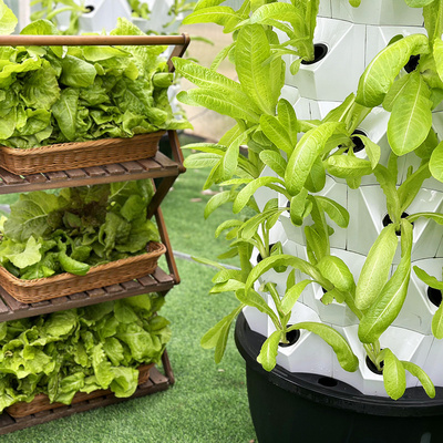 ABS PP Hydroponics Il sistema di irrigazione di primo livello per la produzione di colture sostenibili