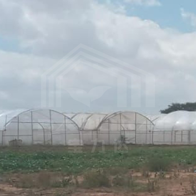 Serra galvanizzata con galleria per la produzione efficiente di ortaggi