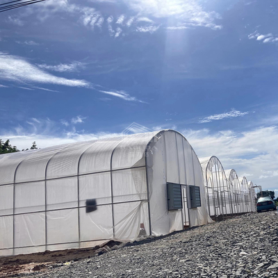 Pratica serra in alto tunnel per soluzioni agricole