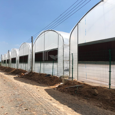 Pratica serra in alto tunnel per soluzioni agricole
