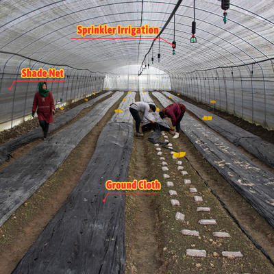 Serra agricola per la coltivazione di funghi con ventilazione manuale o elettrica regolabile