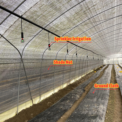 Serra agricola per la coltivazione di funghi con ventilazione manuale o elettrica regolabile