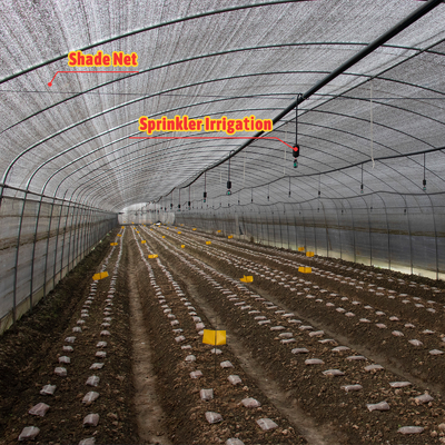 Serra agricola per la coltivazione di funghi con ventilazione manuale o elettrica regolabile