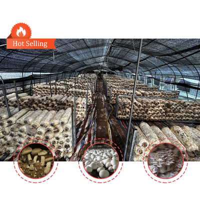 Altezza laterale 1,2-1,8 m e spazio dell'arco 1-1,5 m Funghi Polytunnel Serra protetta dai raggi UV