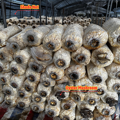 Altezza laterale 1,2-1,8 m e spazio dell'arco 1-1,5 m Funghi Polytunnel Serra protetta dai raggi UV
